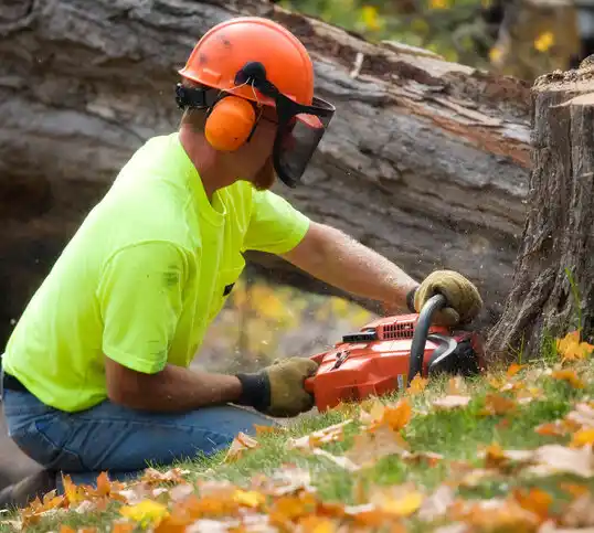 tree services Kearney Park